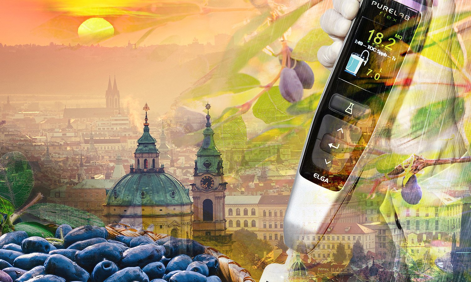 Honeysuckle berries a promising source of bioactive compounds